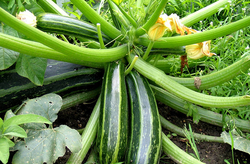 courgette voor zoetzuur